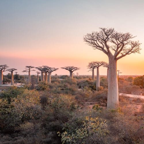 Madagascar